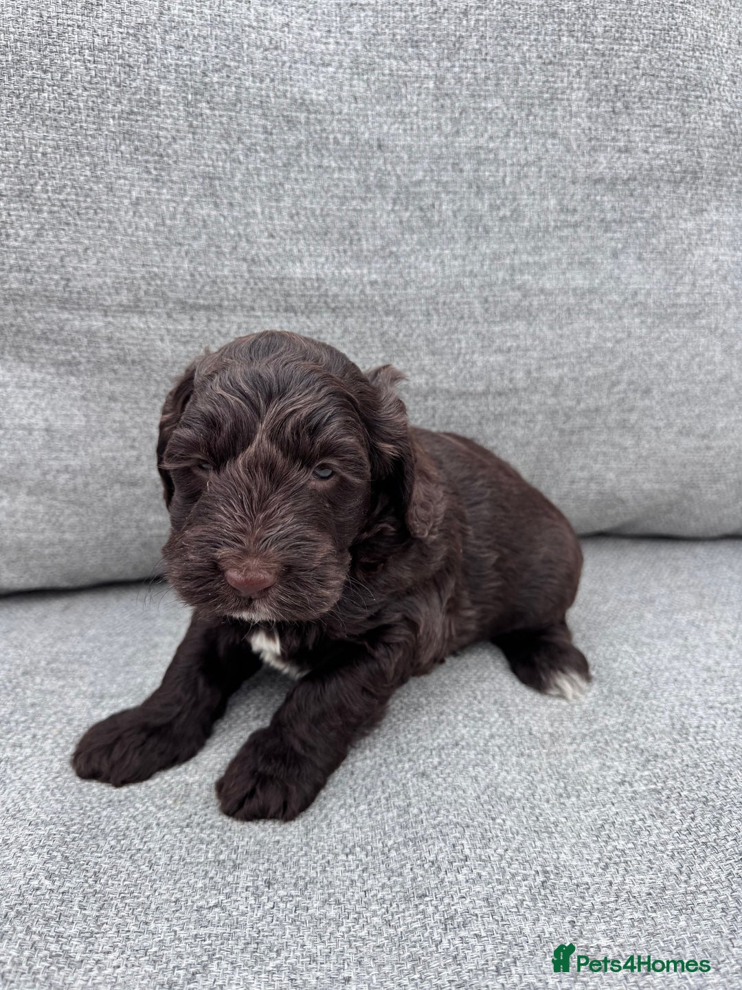 Cockapoo dogs for sale: Beautiful F1 cockerpoo puppies  - Image 11