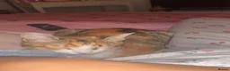 Mixed Breed cats for sale: Female Mixed breed. - Advert 3