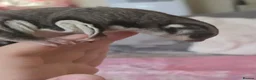 Sugar Glider rodents for sale: Sugar glider - Advert 9