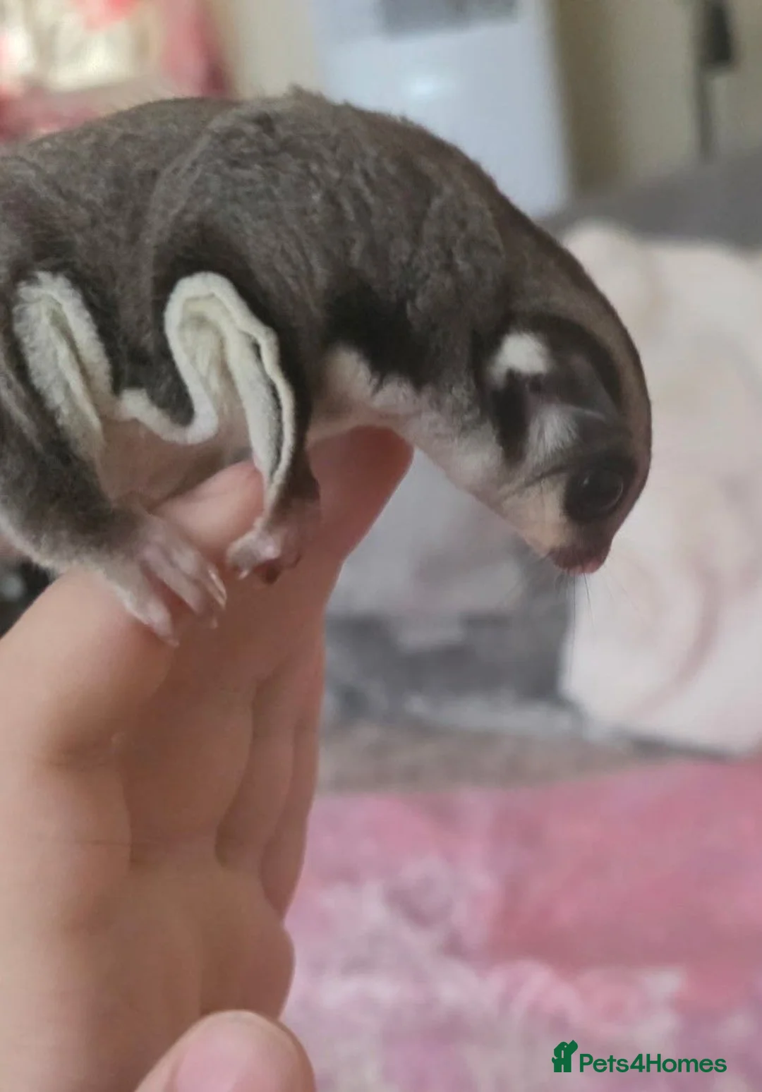 Sugar Glider rodents for sale: Sugar glider - Advert 9