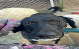 Mixed Breed dogs for adoption: Whiskey. Norwich Norfolk  - Image 5