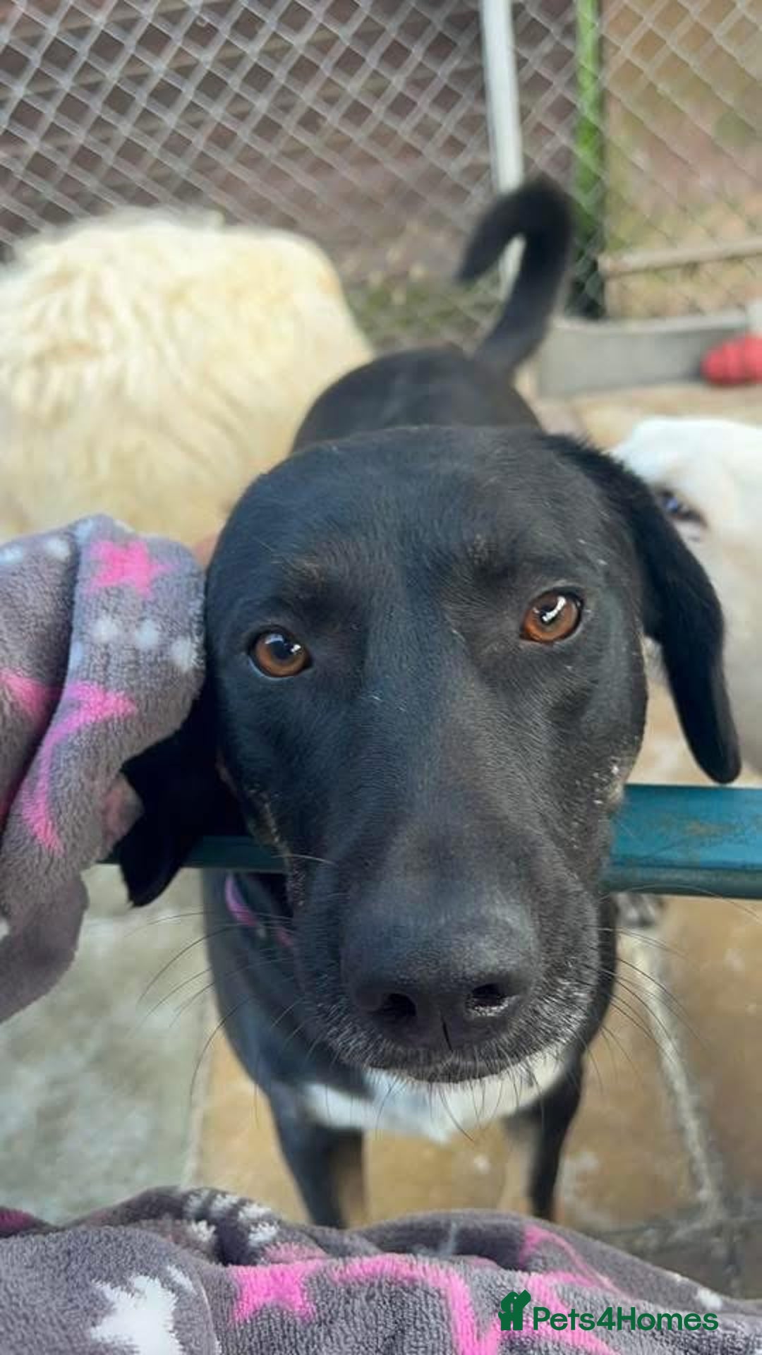 Mixed Breed dogs for adoption: Whiskey. Norwich Norfolk  - Image 5