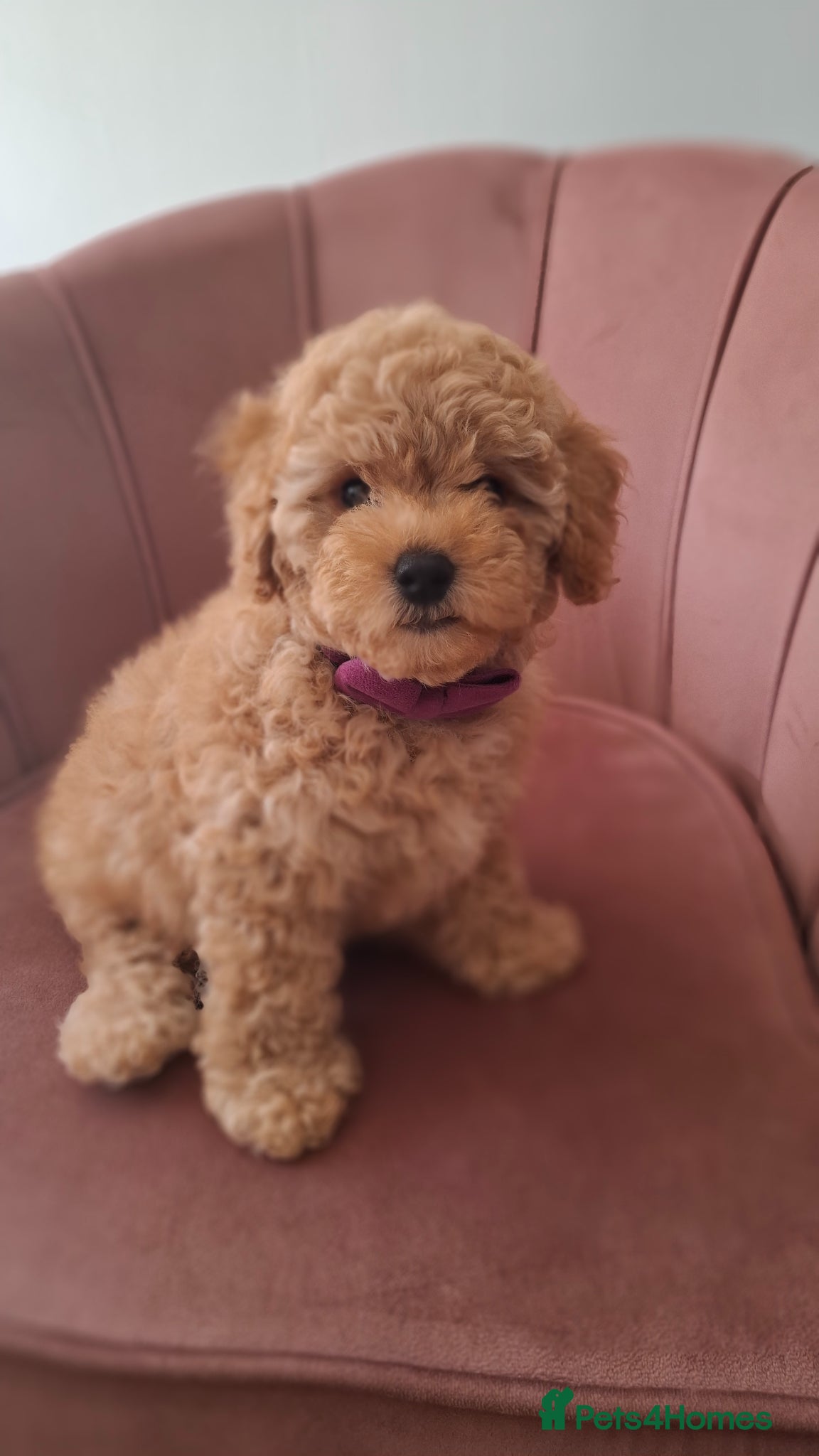 Maltipoo dogs Gorgeous apricot maltipoo ready to go - Advert 1