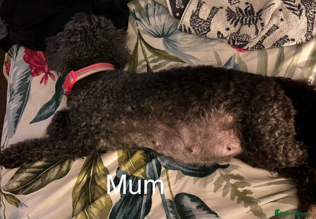 Cockapoo dogs for sale: Pups Due 25th-31st March to Gorgeous Mum And Dad in Milton Keynes - Advert 2