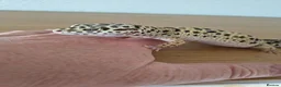 Leopard Gecko reptiles for sale: Leopard Gecko + Heated Vivarium - Advert 6