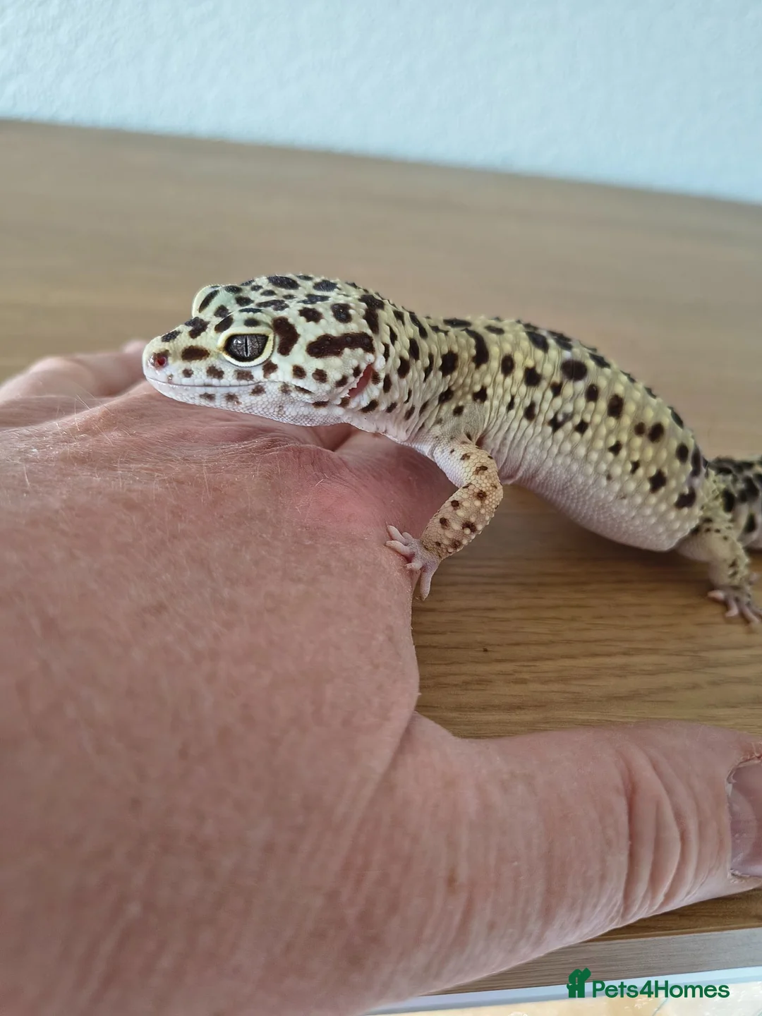 Leopard Gecko reptiles for sale: Leopard Gecko + Heated Vivarium - Advert 6