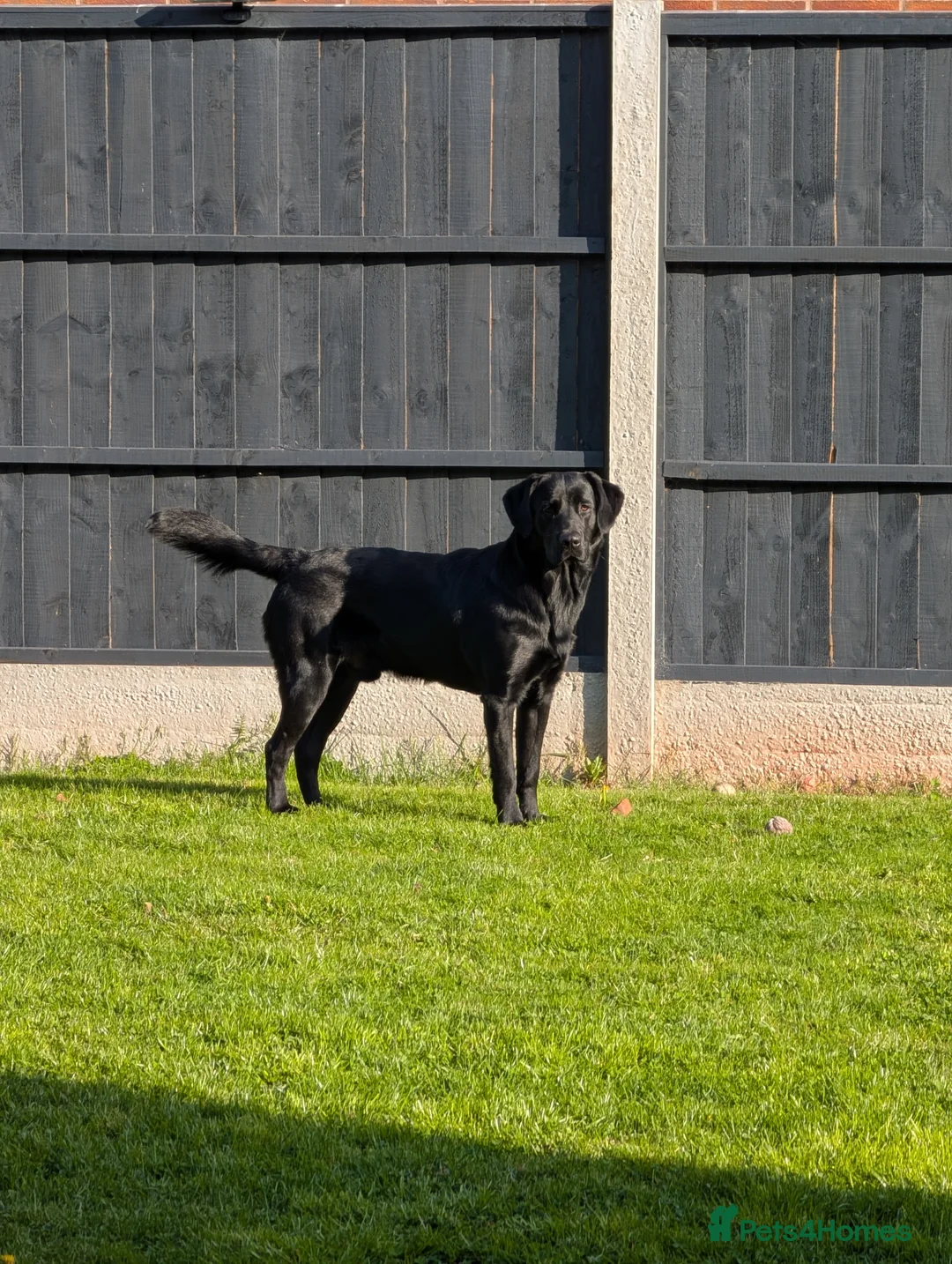 Goldador dogs for sale: Loving Family Dog for Sale – Urgent 🐾 in Stone - Advert 2