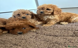 Cavapoo dogs for sale: Gorgeous cavapoos  - Image 13
