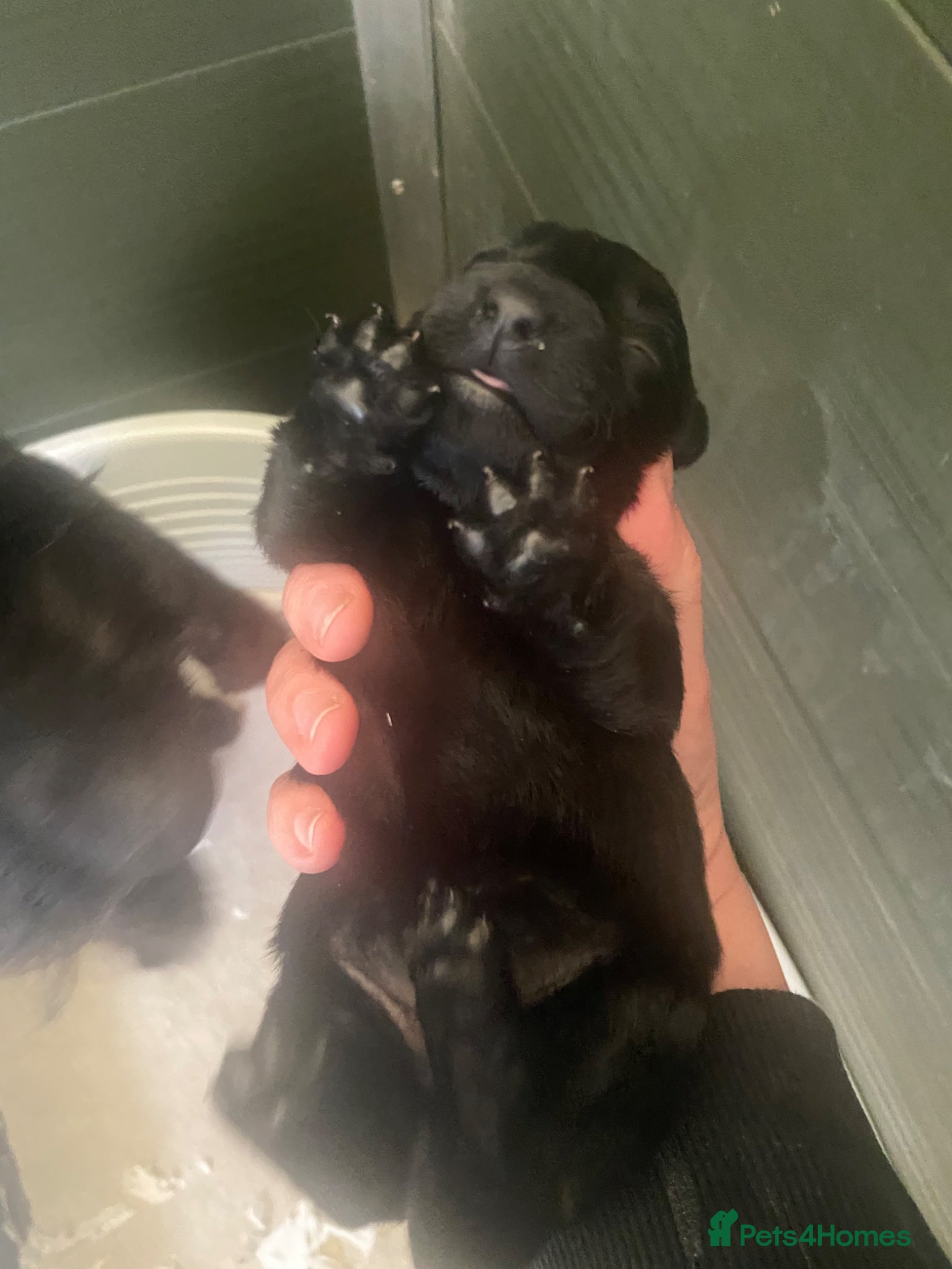 Scottish Terrier dogs Sweet Little Litter  - Advert 2