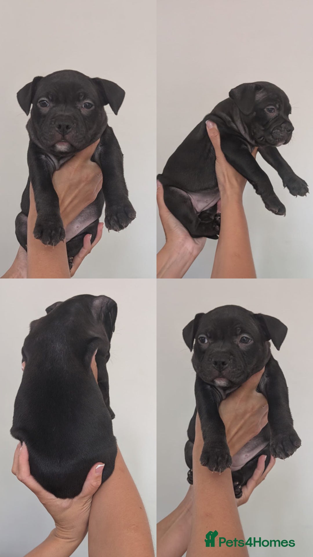 American Bully dogs for sale: Pocket bully pups - Image 8