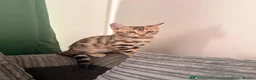 Bengal cats for sale: Ready to leave now  - Advert 4