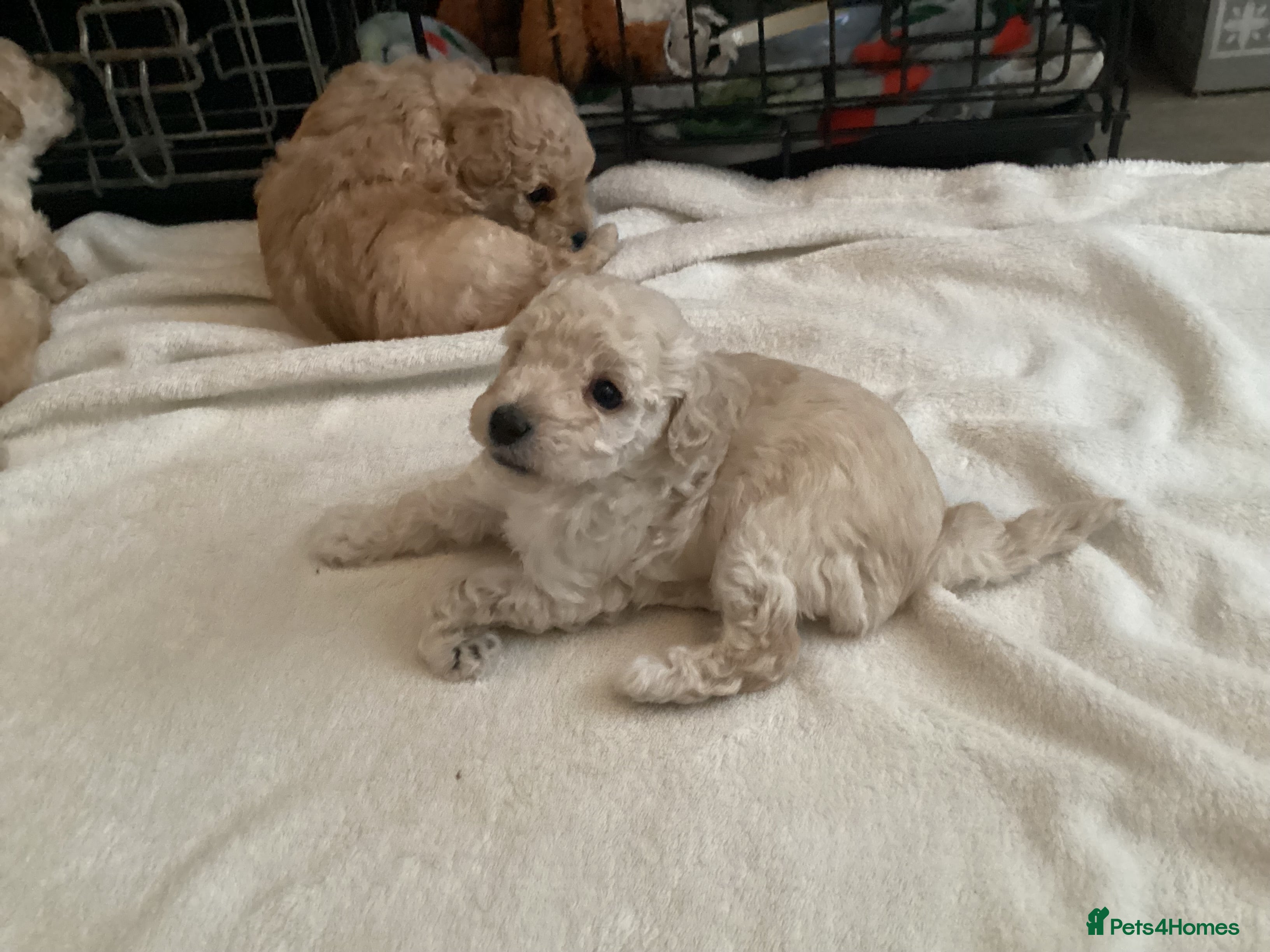 Toy Poodle dogs KC registered Toy Poodles - Advert 2