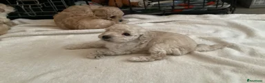 Toy Poodle 3