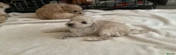 Toy Poodle dogs for sale: KC registered Toy Poodles - Advert 15