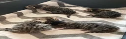 Mixed Breed cats for sale: 4 beautiful kittens available  in Weymouth - Advert 10