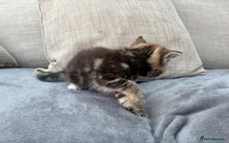 Mixed Breed cats for sale: Tortie kittens  - Image 6