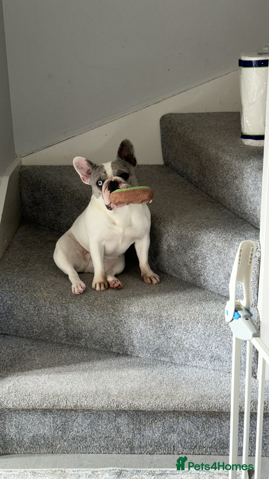 French Bulldog dogs for sale: Freench Buldog - Advert 4
