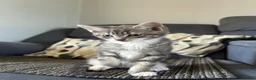 Mixed Breed cats for sale: Stunning kittens for sale in Bognor Regis - Advert 7