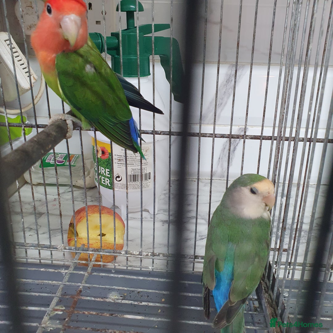 Lovebirds birds for sale: Lovebirds for sale  - Image 3