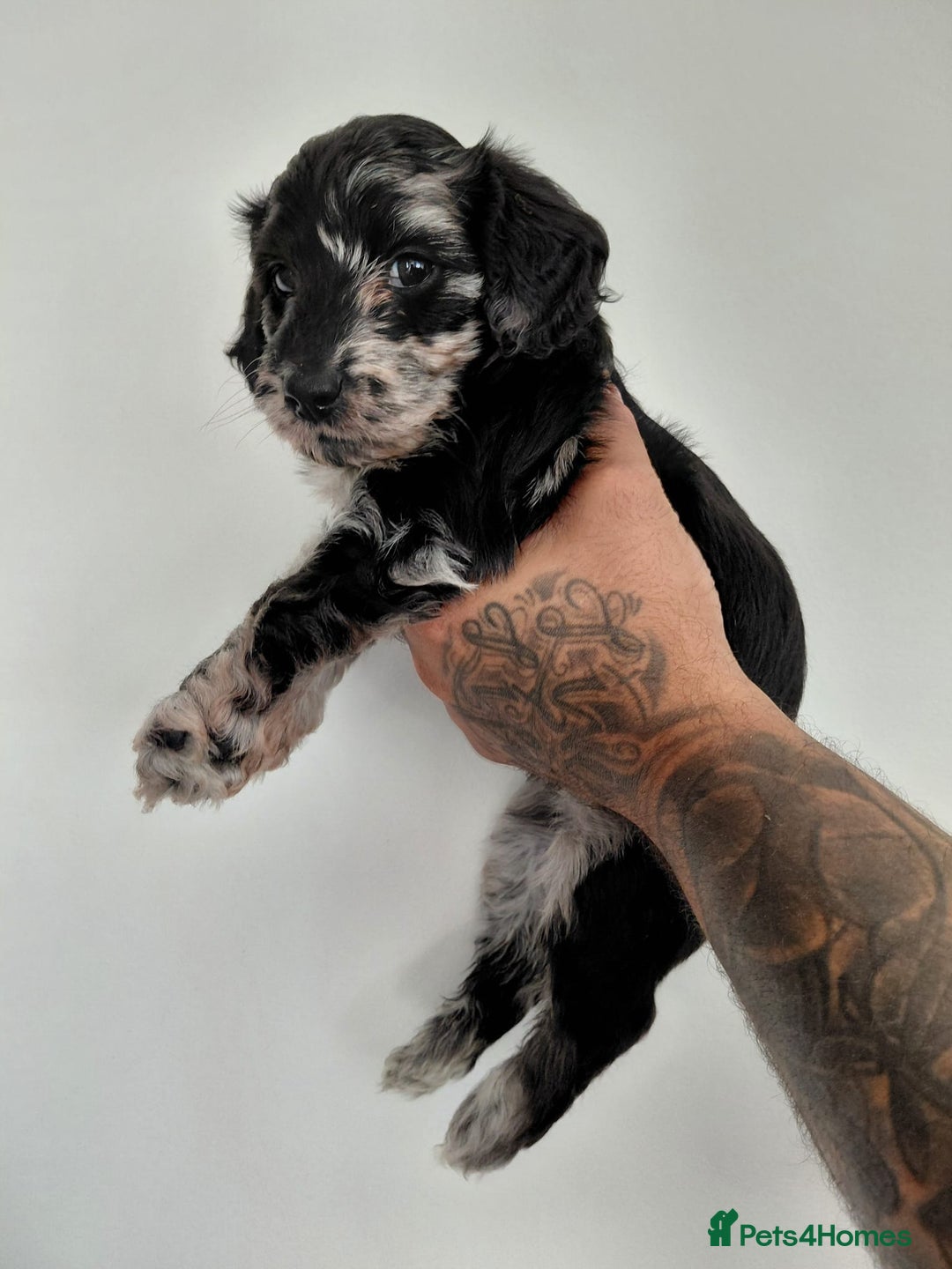 Doxiepoo dogs for sale: Beautiful fluffy Doxipoo puppies - Image 3
