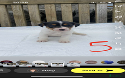Jack Russell dogs for sale: Farm bred jack Russell puppies for sale  - Image 4