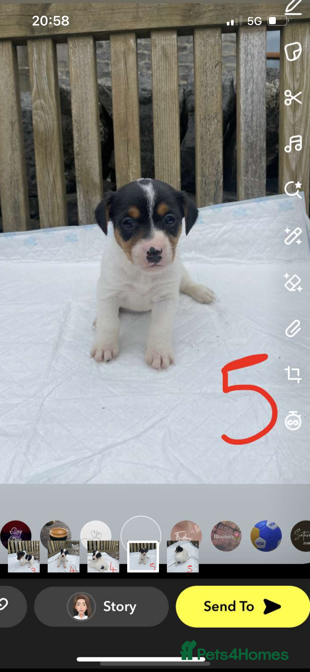 Jack Russell dogs for sale: Farm bred jack Russell puppies for sale  - Image 4