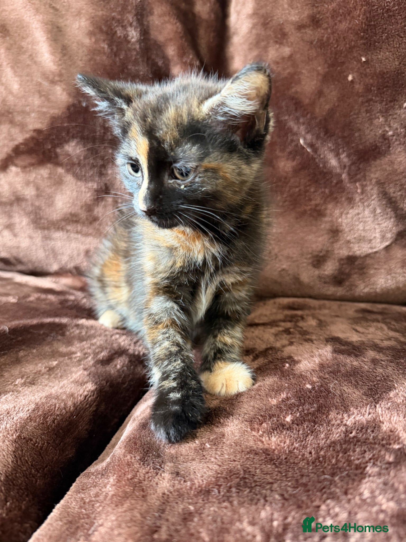 Mixed Breed cats for sale: Tortie Female Kittens - Advert 5