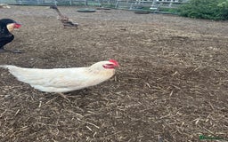 Chickens poultry for sale: POL hens  - Image 2