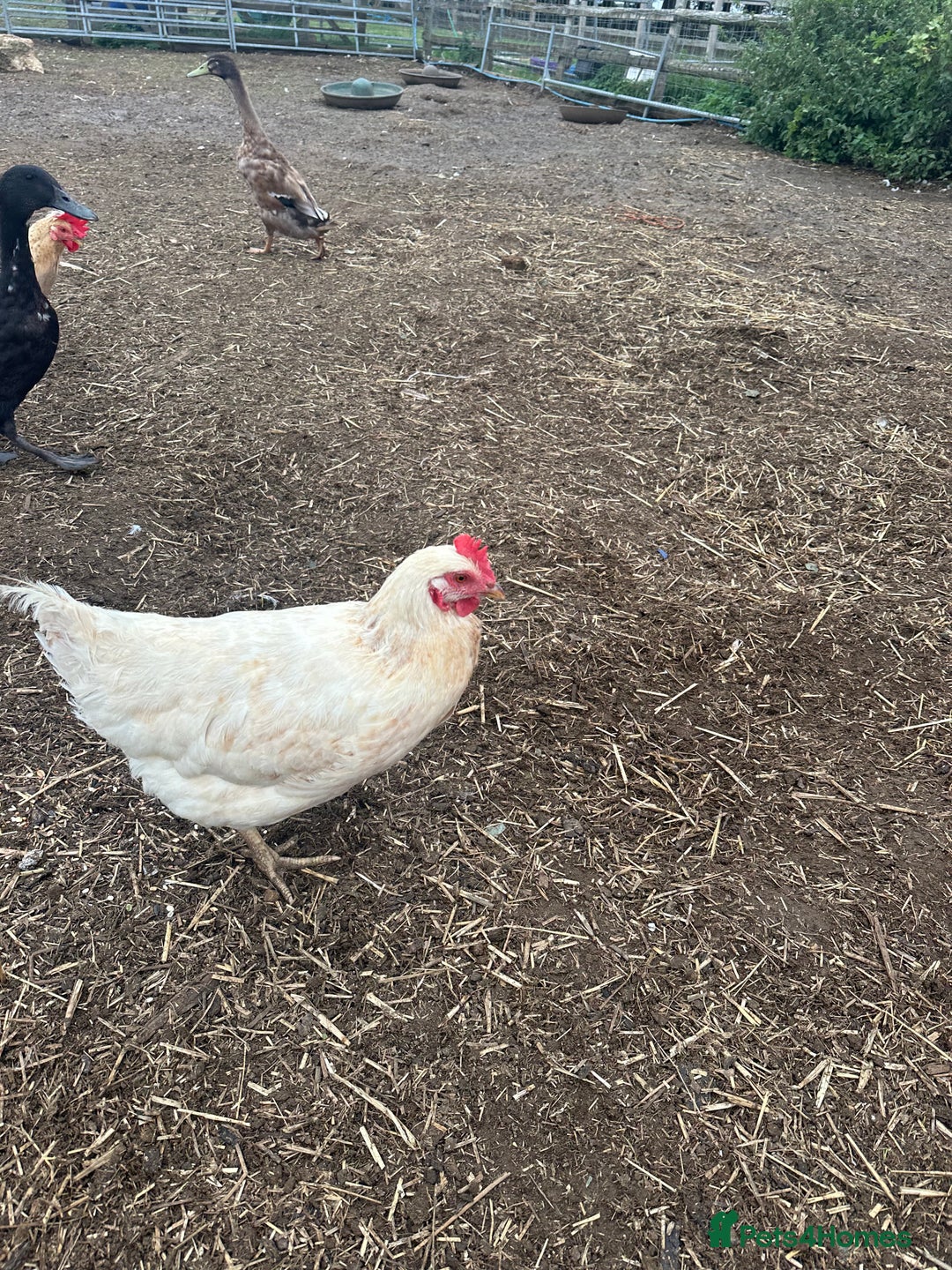 Chickens poultry for sale: POL hens  - Image 2