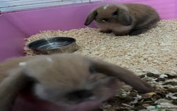 Mixed Breed rabbits for sale: Baby rabbits  - Image 3