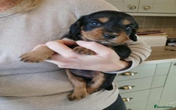 Cocker Spaniel dogs for stud: Fully health tested dark red working cocker stud - Image 18