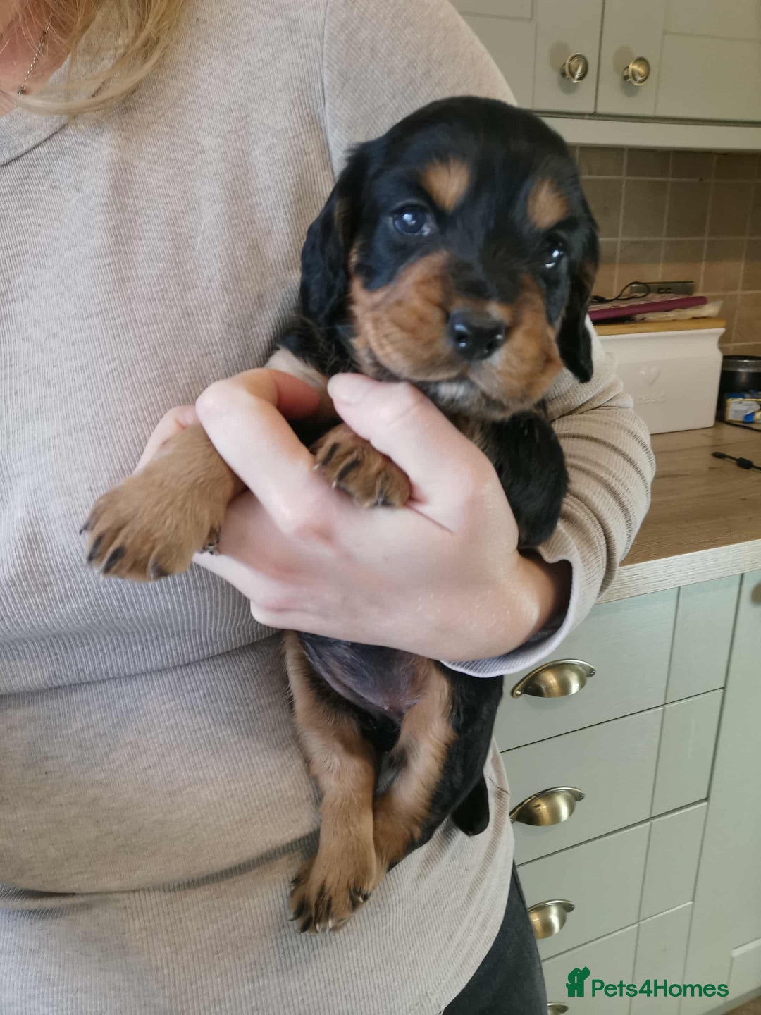 Cocker Spaniel dogs for stud: Fully health tested dark red working cocker stud - Image 18