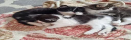 Mixed Breed cats for sale: 5 Beautiful Kittens For Sale!!!!! - Advert 10