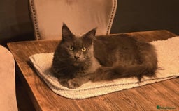 Maine Coon cats for sale: GCCF Maine Coon kittens  - Advert 13