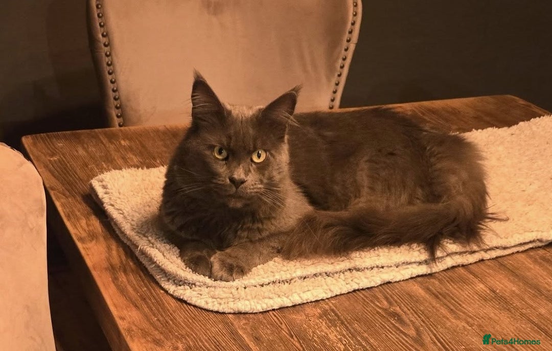 Maine Coon cats for sale: GCCF Maine Coon kittens  - Advert 13