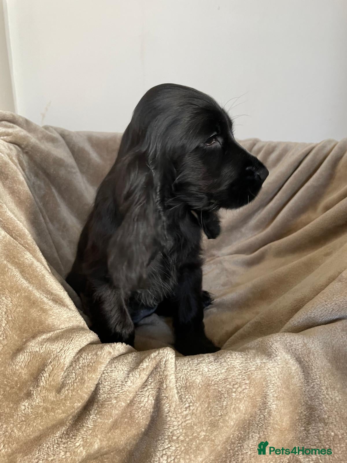 Cocker Spaniel dogs KC Reg Show Cocker Spaniels  - Advert 11