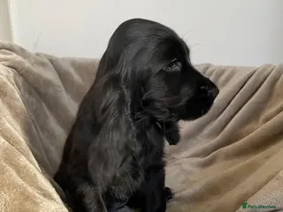 Cocker Spaniel dogs KC Reg Show Cocker Spaniels - Advert 11