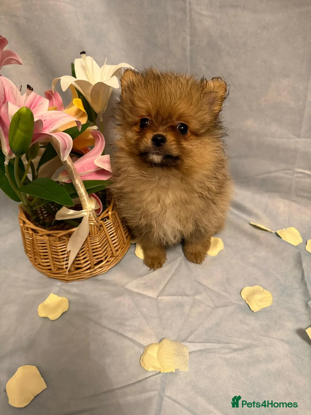 Pomeranian dogs for sale: Pomeranian puppies - Advert 13
