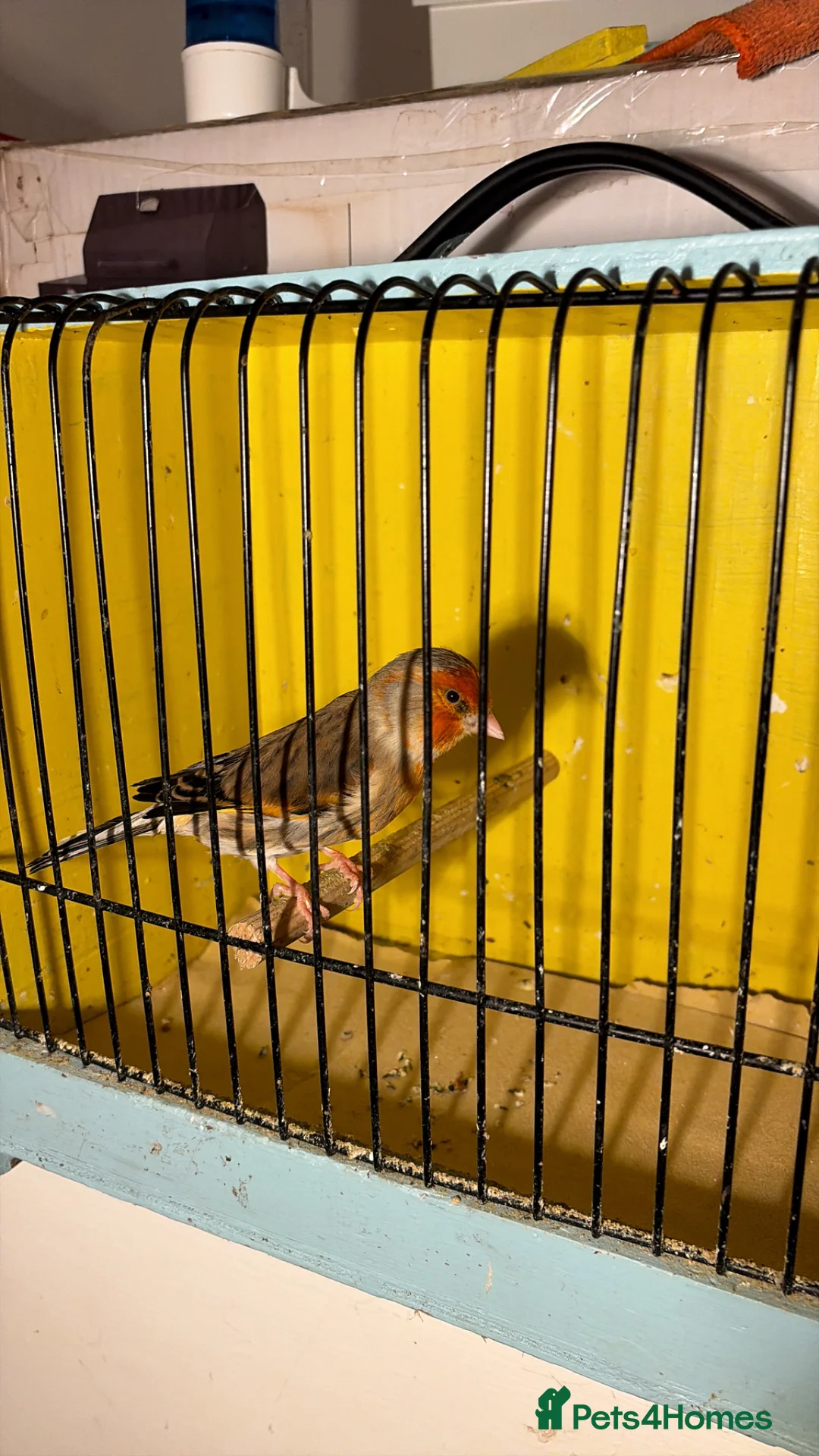 Finches birds for sale: Cock mule  in Wallasey - Advert 1