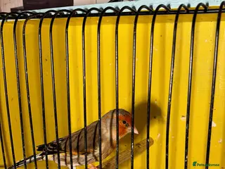 Finches birds Cock mule - Advert 8