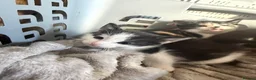 Mixed Breed cats for sale: Black and white kittens  - Advert 2