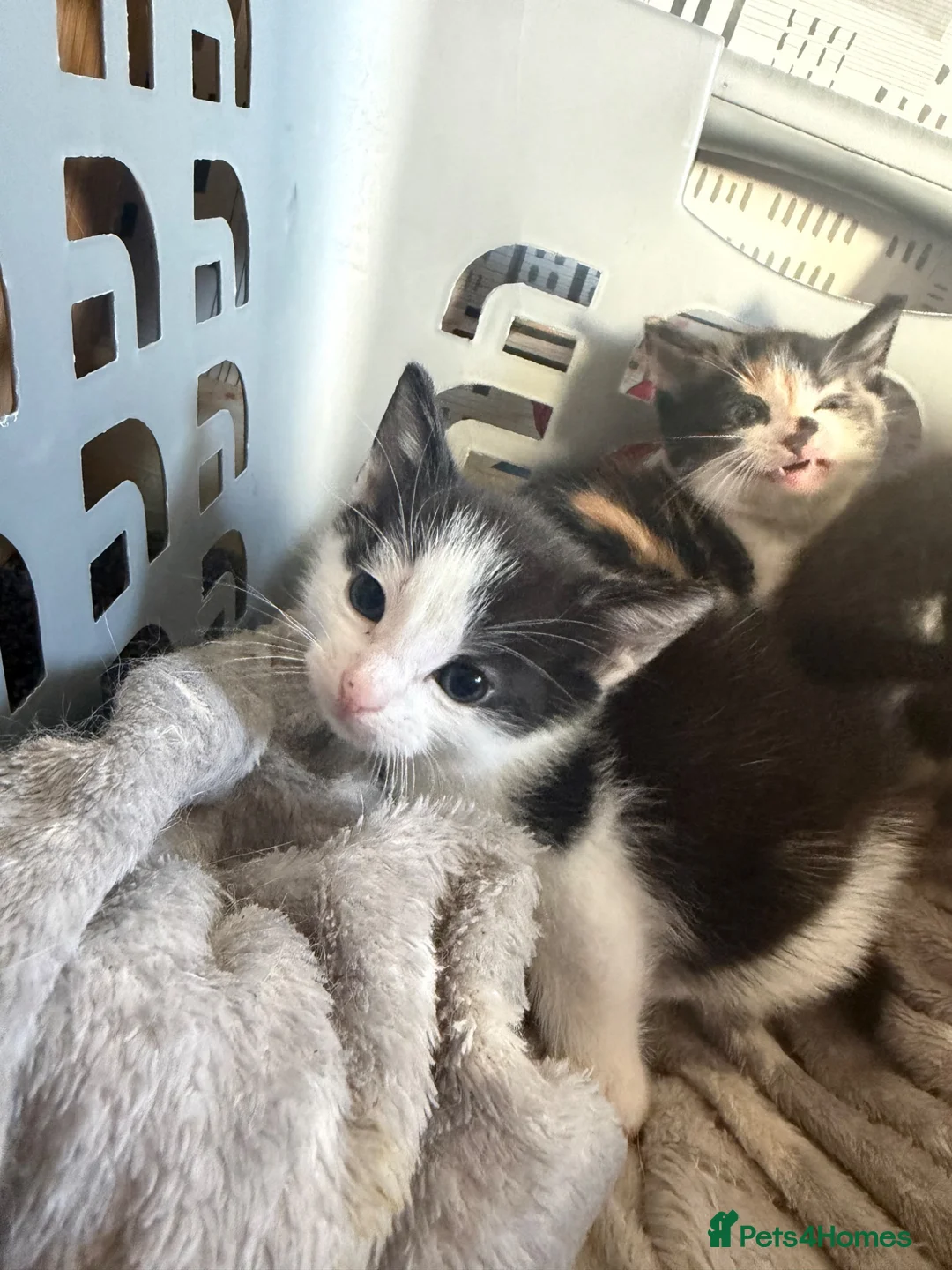 Mixed Breed cats for sale: Black and white kittens  - Advert 2