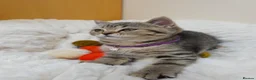 Scottish Fold cats for sale: Golden Tabby Kittens  - Advert 4