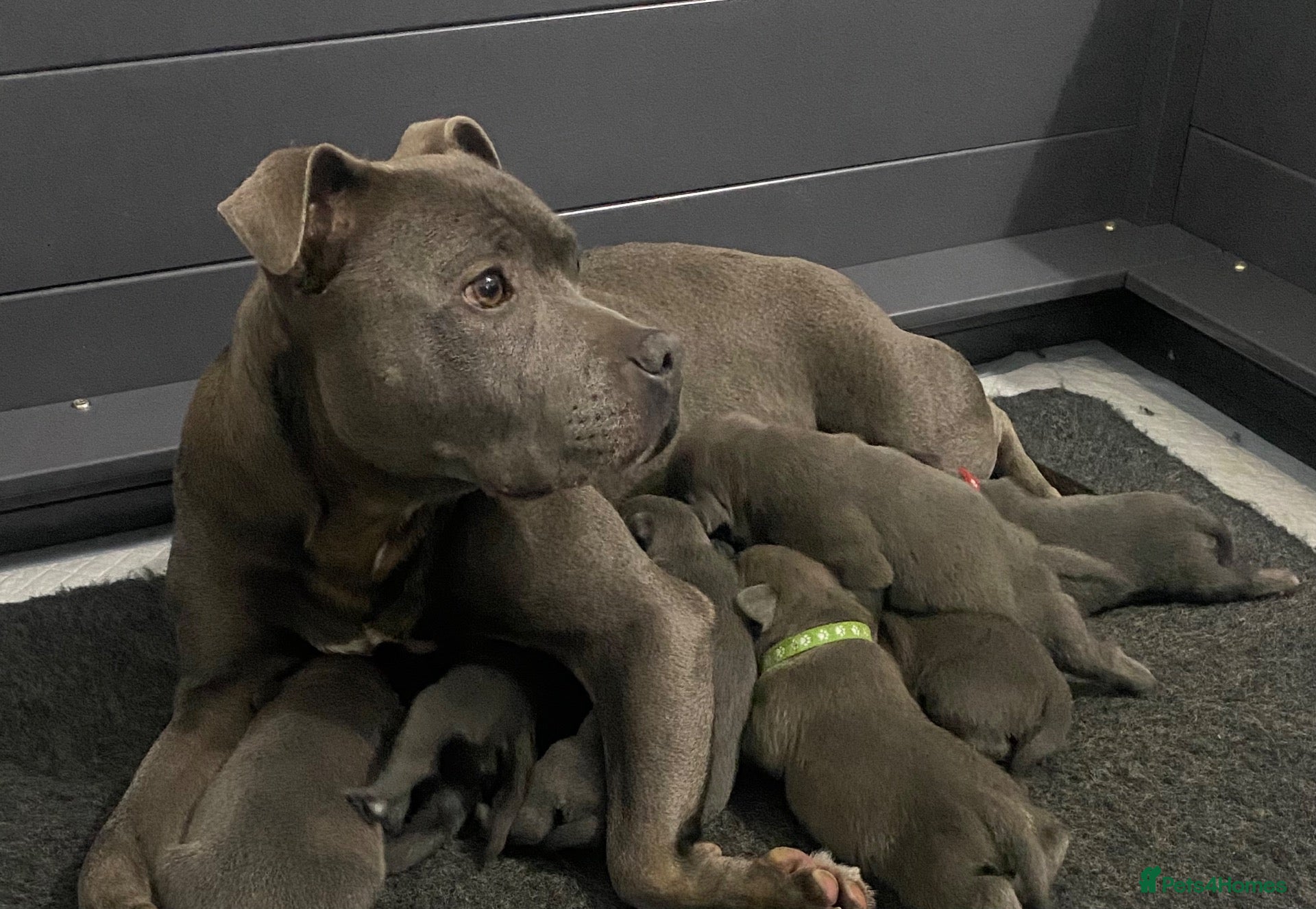 Staffordshire Bull Terrier dogs Bullscaff Blue Venom × Blue Lola — 2 boys, 5 girls - Advert 2