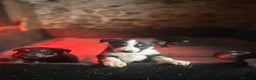 Mixed Breed dogs for sale: 5 Collie x Huntaway pups for sale. - Advert 9