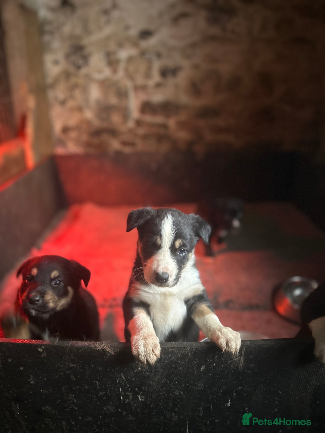 Mixed Breed dogs for sale: 5 Collie x Huntaway pups for sale. - Advert 9