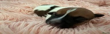Chiweenie Puppy 3