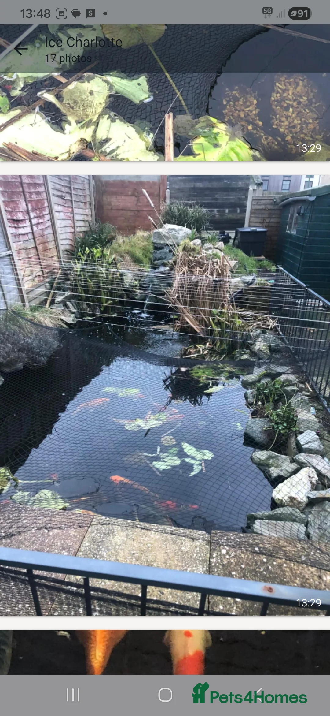 Koi Carp fish for sale: 20 Koi Carp with filter systems included. - Advert 8