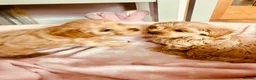 Maltipoo dogs for sale: Tiny Asian poodle/Korean Maltipoos *ready now* - Advert 12