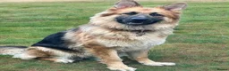 German Shepherd dogs for sale: Pedigree long haired German Shepherd puppies in Chester-le-Street - Advert 2